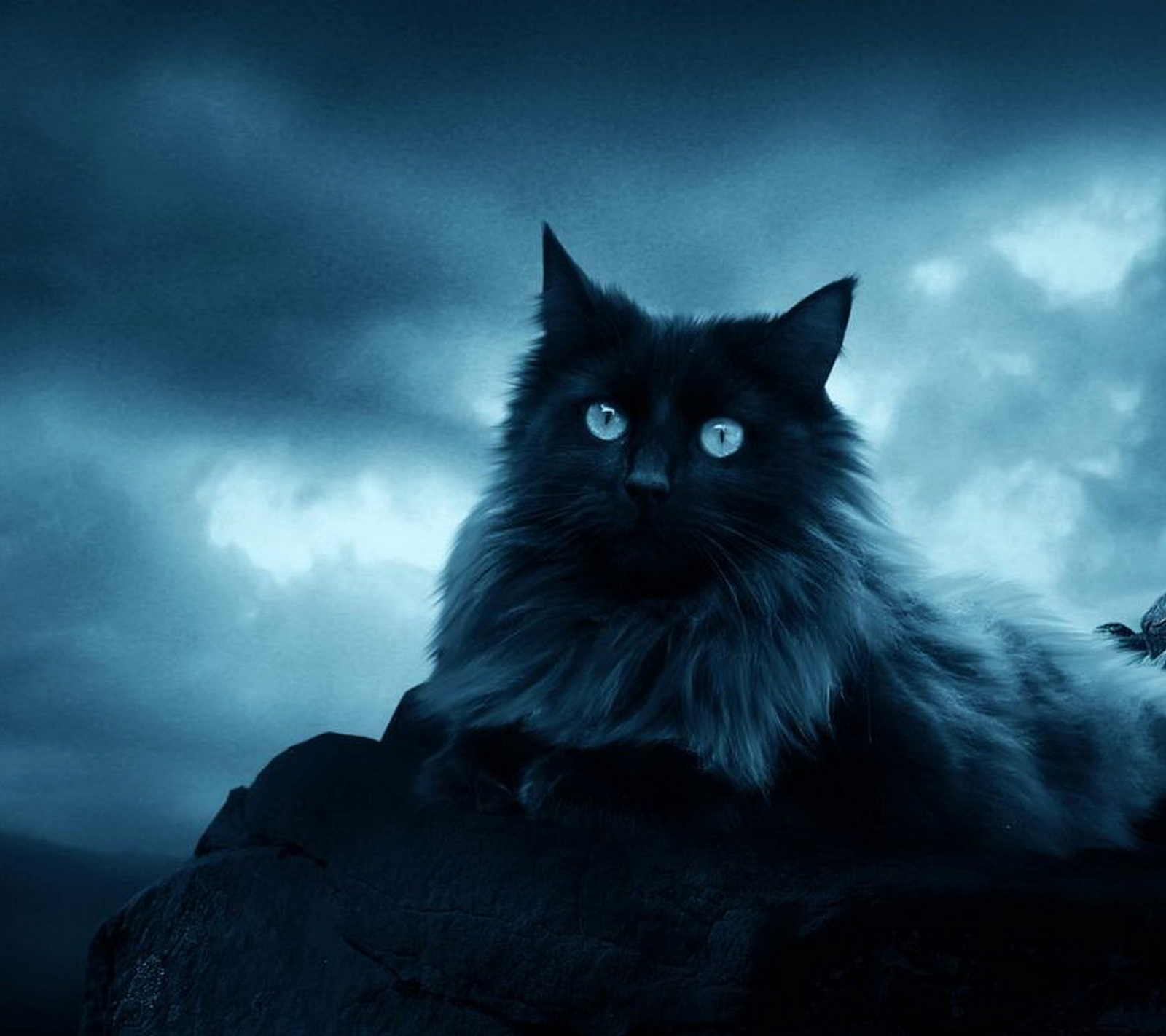 Кошка мистика